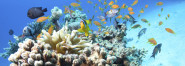 MARINE AQUATICS s.r.o.