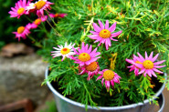 AZALEA Chlumec s.r.o.