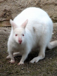 ZOO Chleby, o.p.s.